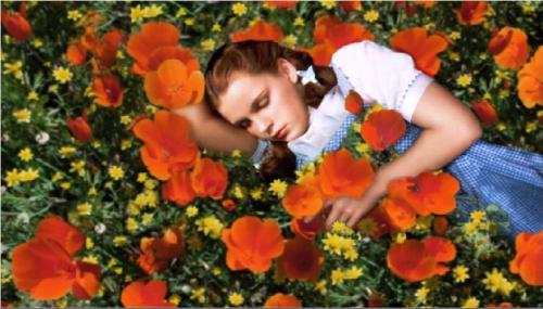 Dorothy_in_poppy_field